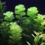 植栽から9日目　カボンバ